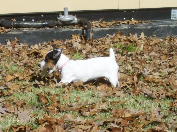 Dog